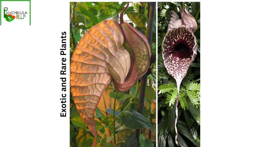 Exotic and Rare Plants