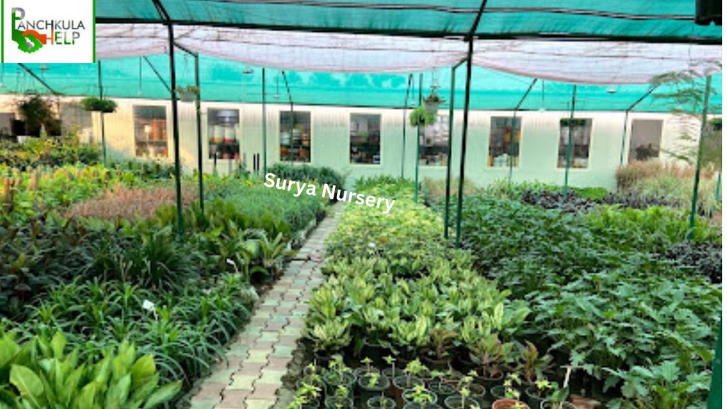 Surya Nursery