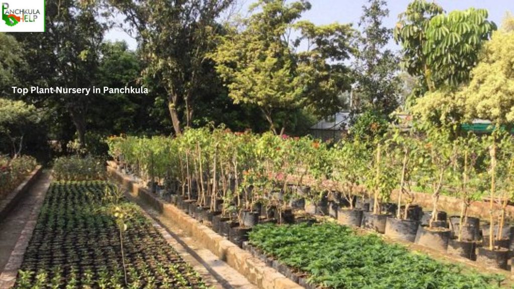 Top Plant Nursery in Panchkula