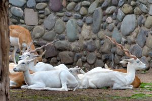 chattbir zoo