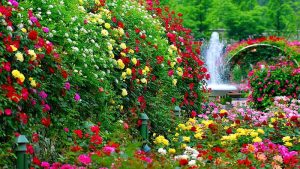 rose garden is the best place to visit in Chandigarh